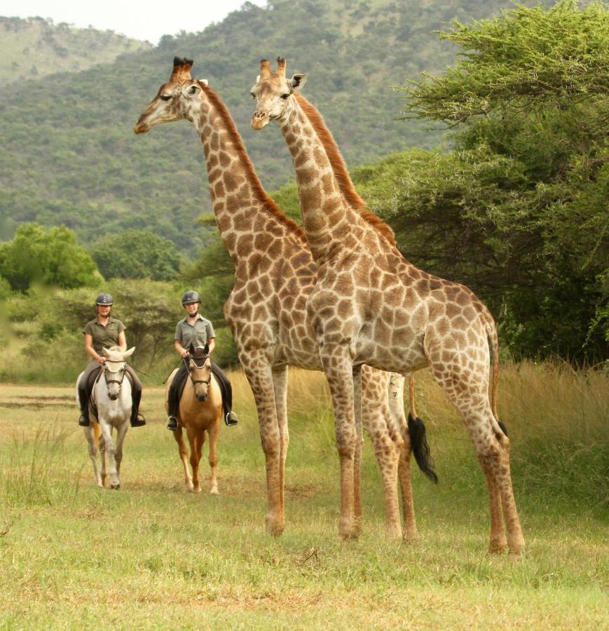 Pakamisa Private Game Reserve * Pongola
