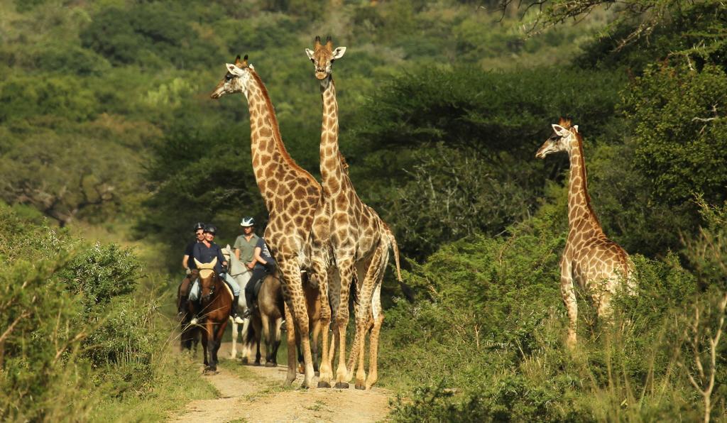 Pakamisa Private Game Reserve Pongola