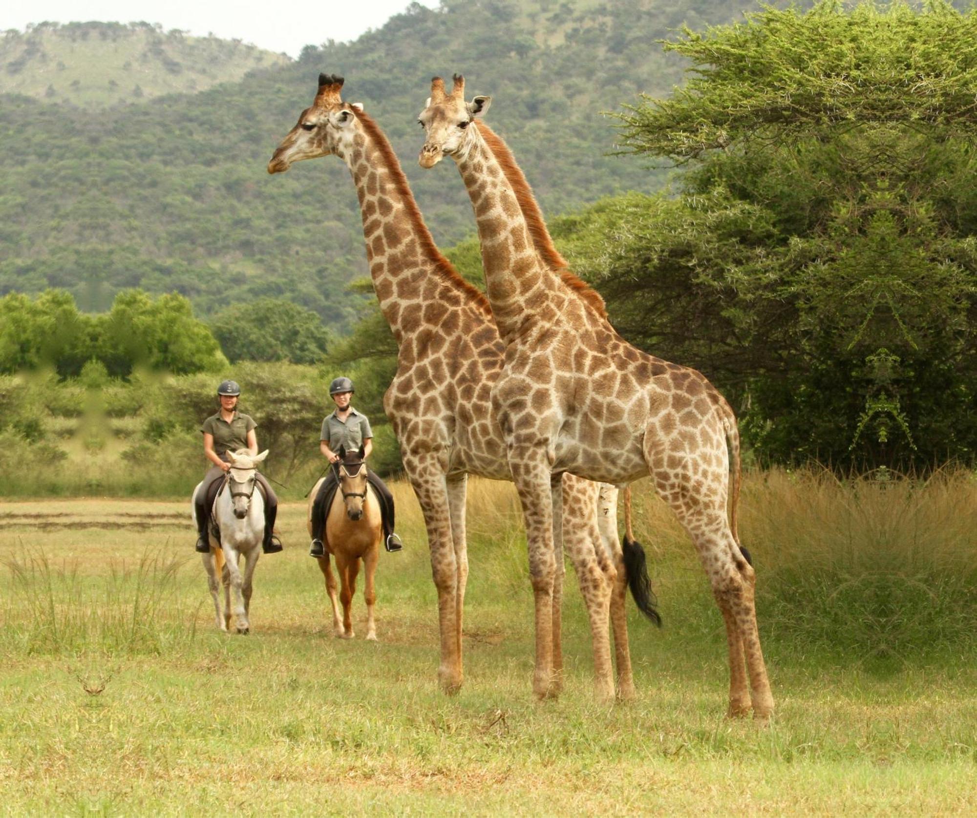 Pakamisa Private Game Reserve Lodge *