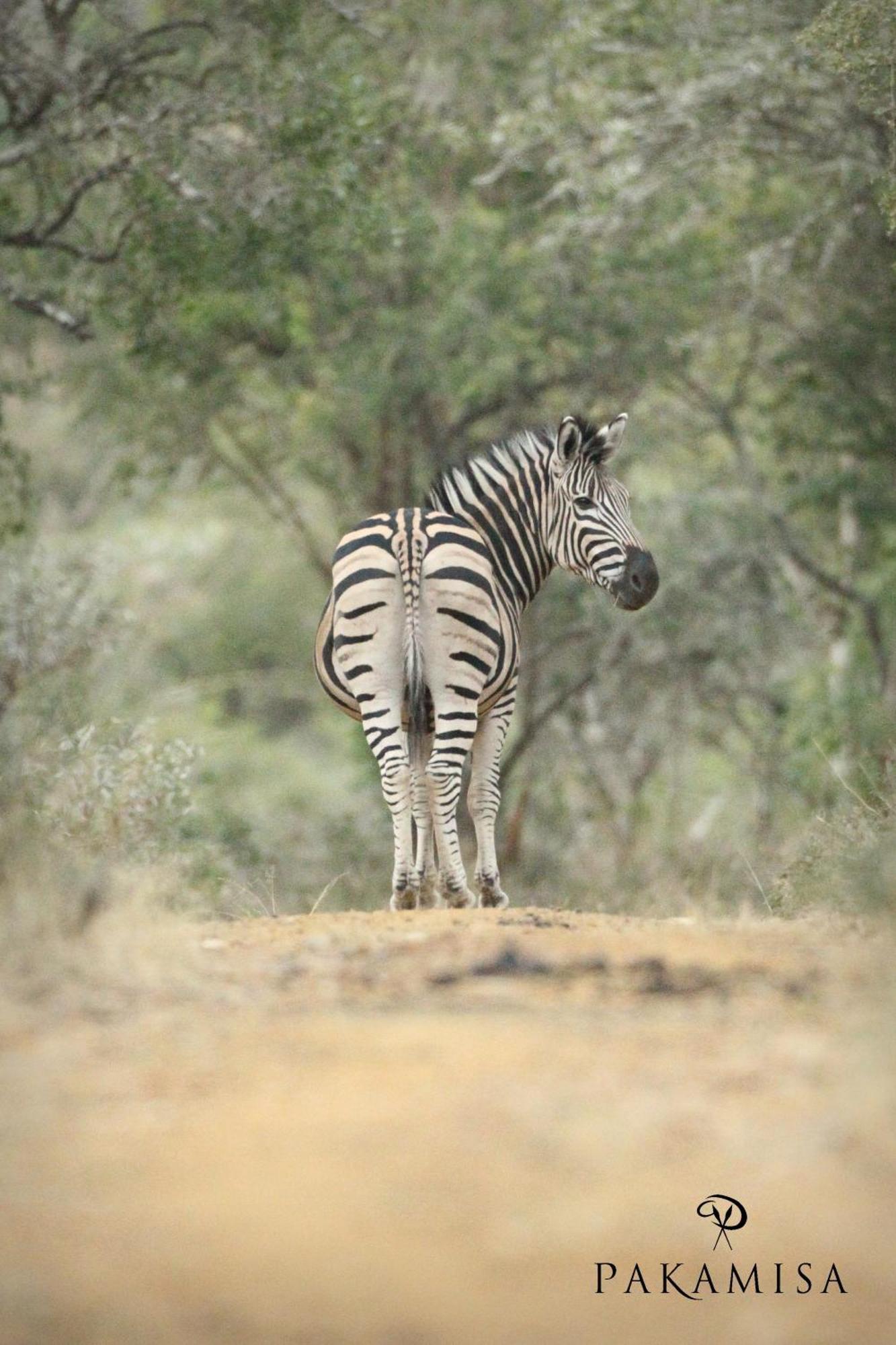 Lodge Pakamisa Private Game Reserve *