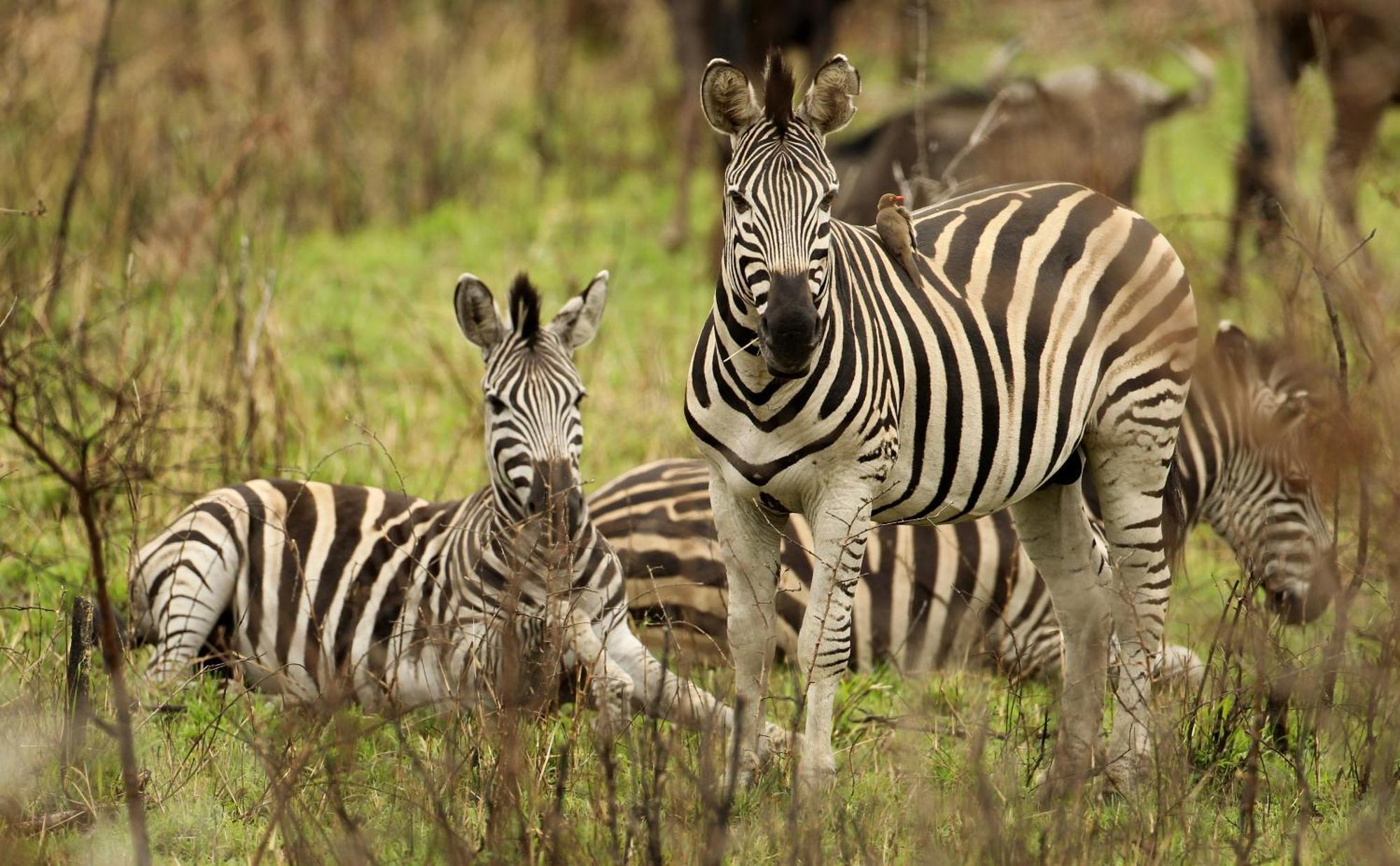 Pakamisa Private Game Reserve Lodge