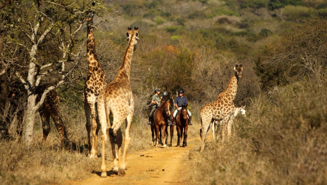 Pakamisa Private Game Reserve Pongola