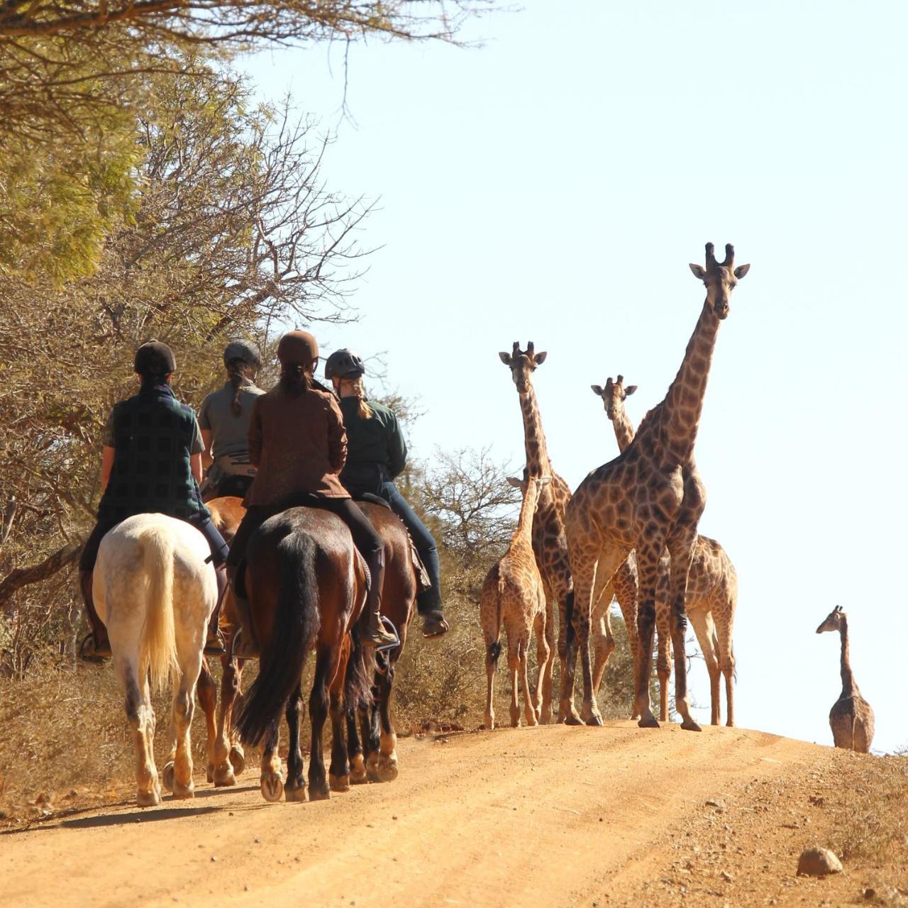 Lodge Pakamisa Private Game Reserve Pongola